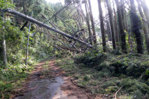 台風15号で倒れた木と電信柱