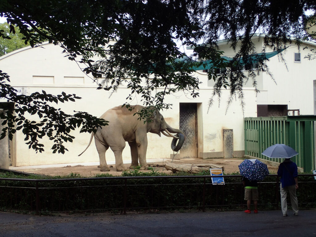 王子動物園　ゾウさん